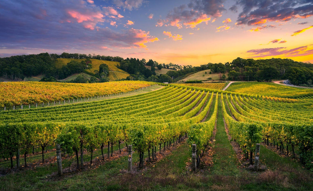 Descubre-la-Frescura-Única-de-los-Vinos-Verdes-Una-Explosión-de-Sabor-y-Vitalidad TotalVinum